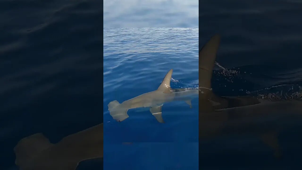 Hammerhead shark circling my Jet ski #Shark #Fishing #Hammerheadshark #jetski