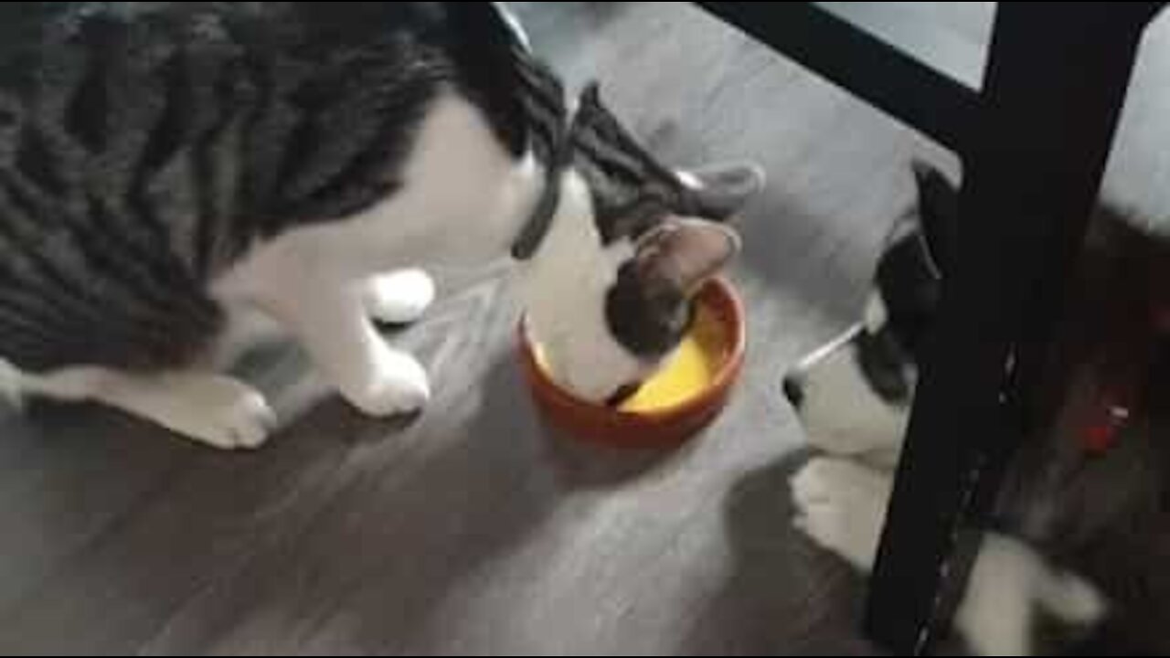 Gato e cão brigam por tigela de comida!