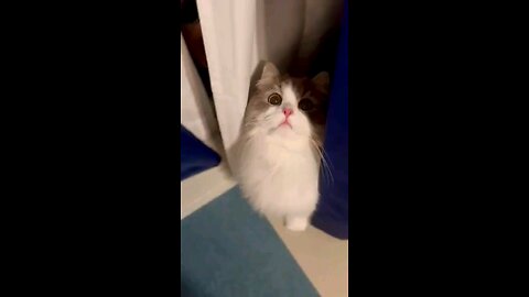 "Adorable Cat Shenanigans that Will Melt Your Heart! 🐾 #CuteCat #RumbleMagic"