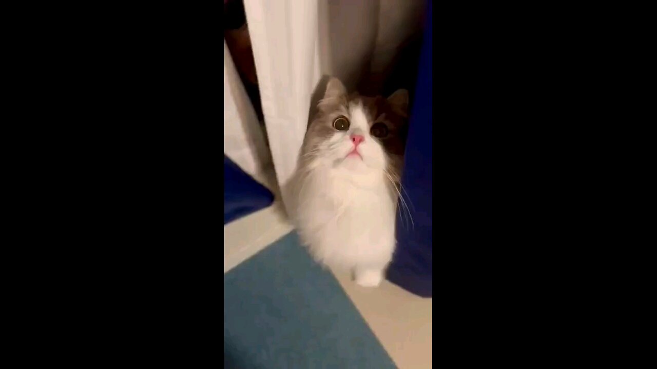 "Adorable Cat Shenanigans that Will Melt Your Heart! 🐾 #CuteCat #RumbleMagic"