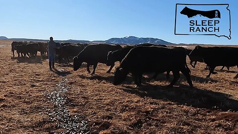 Ranching in Western South Dakota!