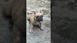 Sick dog playing with polio is very happy