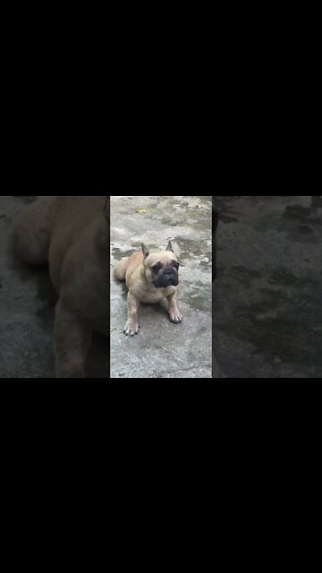 Sick dog playing with polio is very happy