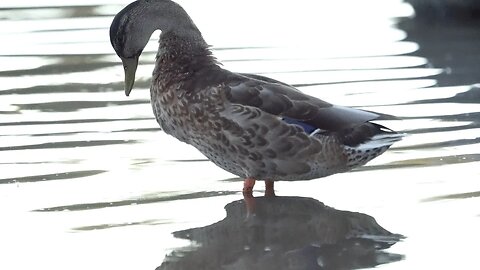 CatTV Duck Cleaning in water on shore