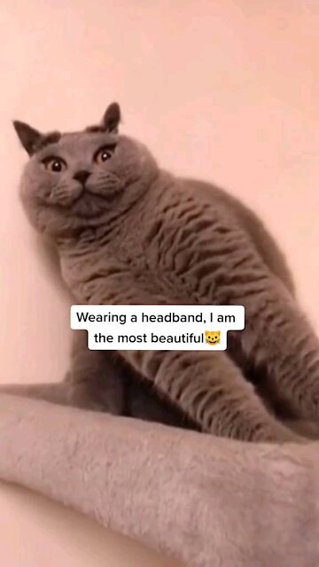 Cat Wearing a headband