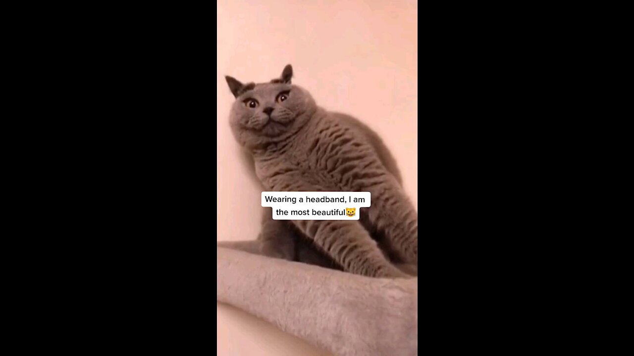 Cat Wearing a headband