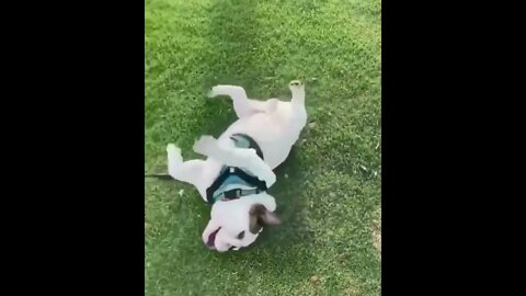 Cute Puppies Doing Funny Things, Cutest Puppies in the Worlds