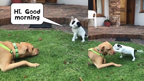 Lil Lilly Saying Good morning to his Brother ❤️