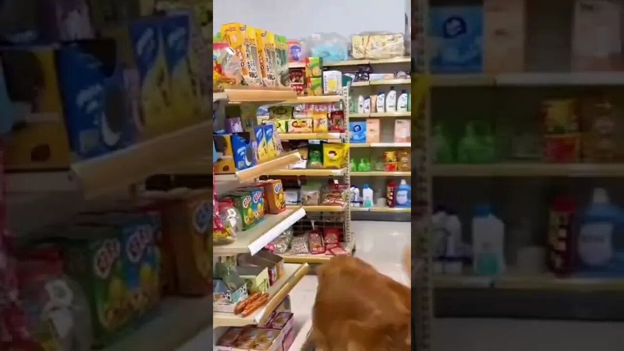 very intelligent & smart dog #shorts #ytshortsindia #viral #dogs