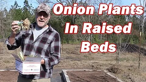 How to grow onion plants in raised beds