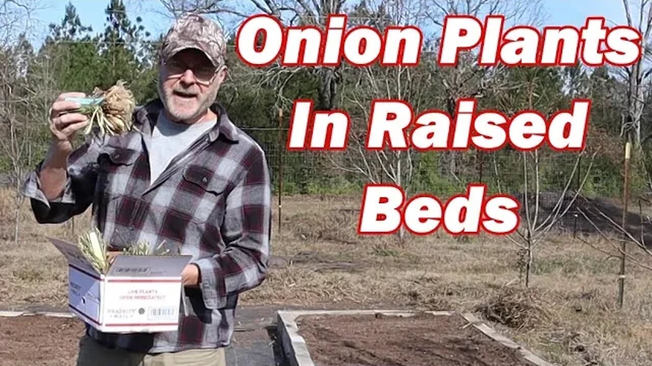 How to grow onion plants in raised beds