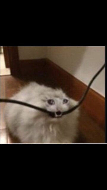 Silent Democrat Majority Thanked for Win for Biden