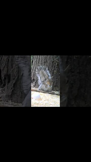Upside🐿️down🐿️squirrel #cute #funny #animal #nature #wildlife #trailcam #farm #homestead #beautiful