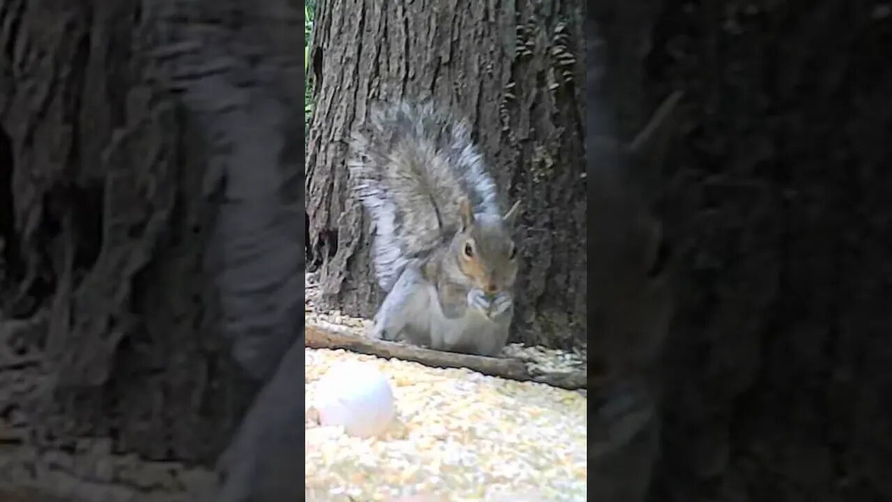 Upside🐿️down🐿️squirrel #cute #funny #animal #nature #wildlife #trailcam #farm #homestead #beautiful