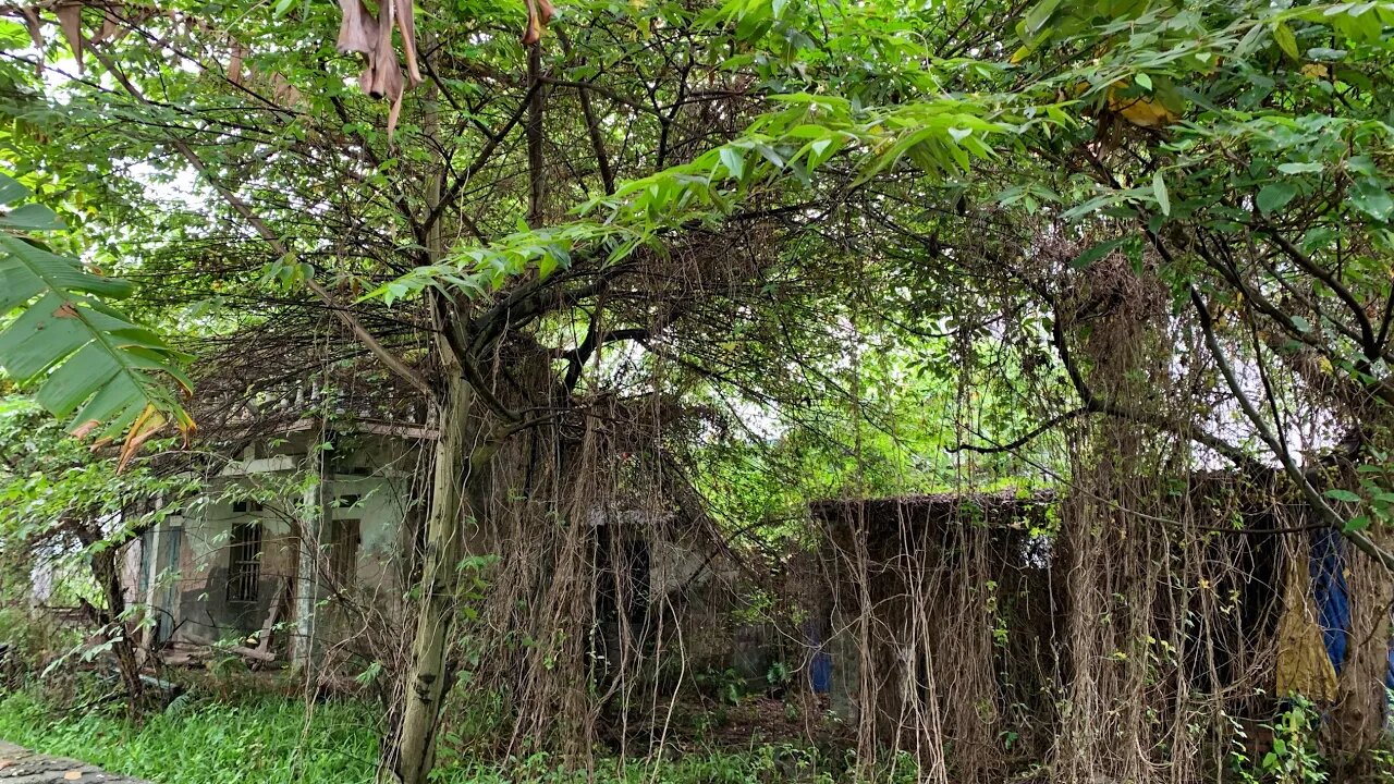 MAGICAL TRANSFORMATION The abandoned house is no longer a forest after I clear the trees