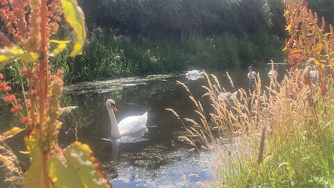 Swans and cygnets - again