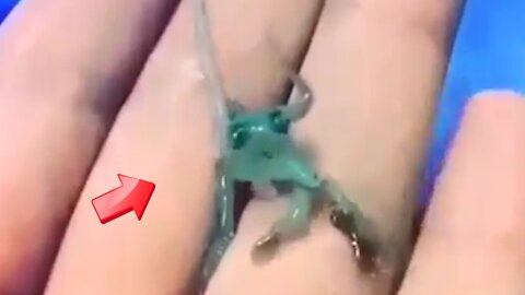 The little green creature is a baby octopus [Mystery]