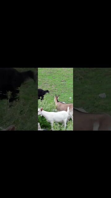 Содержание домашних коз чем они питаются на природе