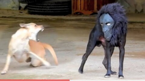 Dog Fuuny Good New Funny Fast🙉🙈
