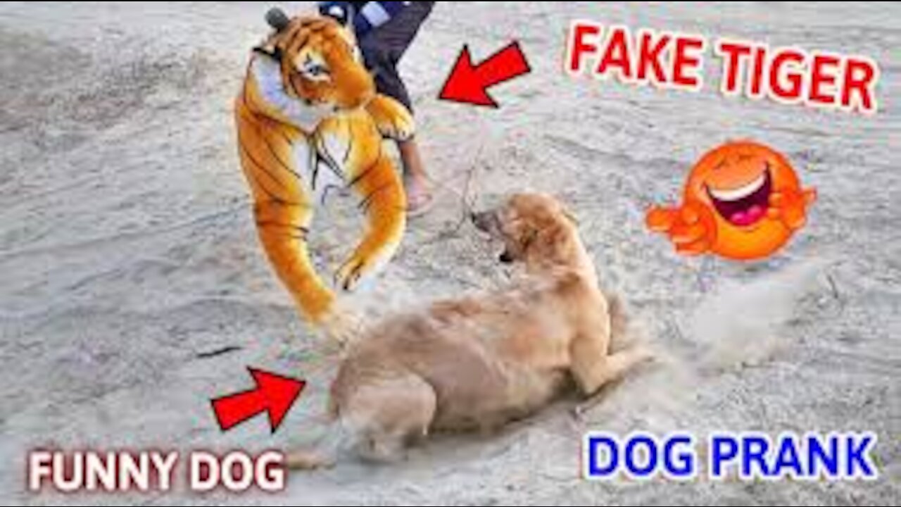 Troll Prank Funny Dog & Huge fake Lion and Fake Tiger Prank To dog & Huge Box Prank to dog 2021