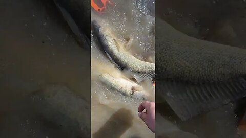 Hard day on the water, after pulling a limit yesterday I caught just one fish. 5 between the 6 of us