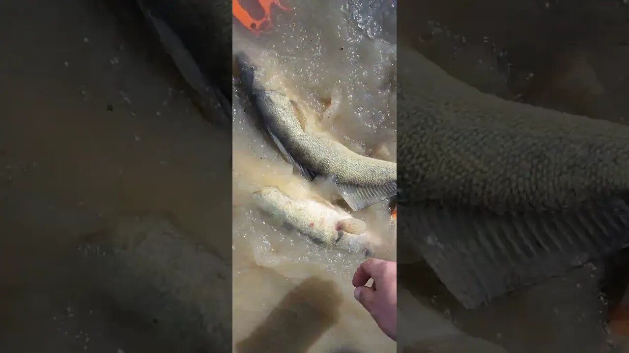 Hard day on the water, after pulling a limit yesterday I caught just one fish. 5 between the 6 of us