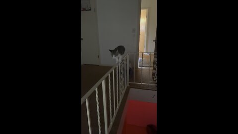 Cat almost falls off railing