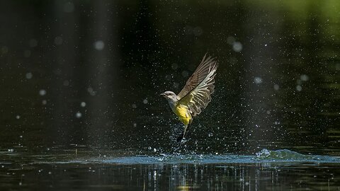 Diving Western Kingbird, Sony A1/Sony Alpha1, 4k