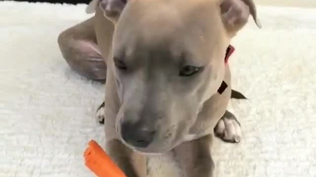 Pit Bull Puppies Chow Down On Tasty Carrots