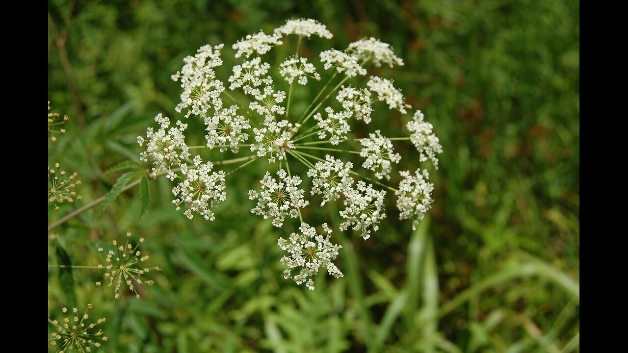 The BuskMan Report: RUN FOR THE HILLS, FOLKS! IT'S HEMLOCK IN OHIO!