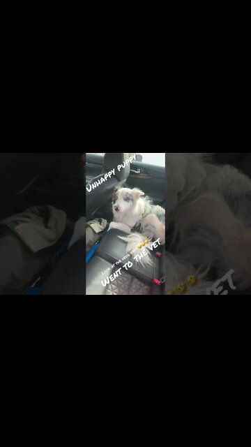 This is the only time I’ve ever seen him this way, he was afraid of being in the car.