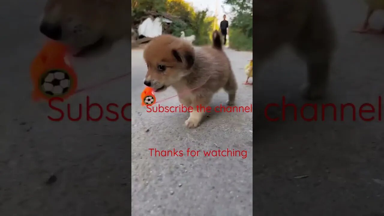 Cute dog with duck#entertainment #youtube #youtubeshorts #youtuber