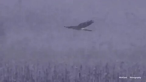 Northern Harrier in search of her next meal, Ulster County