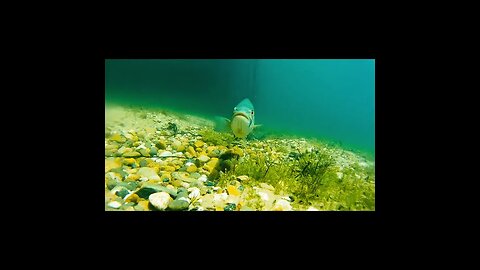 nice clearwater fish