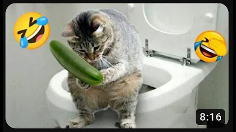 😂😂🤣😂😁😁Funniest dog and cat videos😂😂🤣😂😁😁