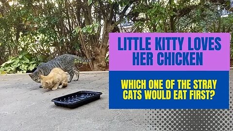 This one loves her chicken 😍 🍗😋 | Which Stray Eats First - Part 2 #animals #cat #video