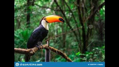 Nature and Birds sounds