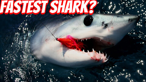 How Fast IS The mako shark?