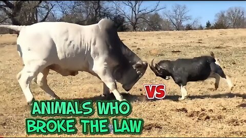 Funny animals video __ funny animals compitition videos 😂