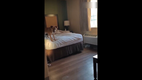 Funny dog gets tired of jumping