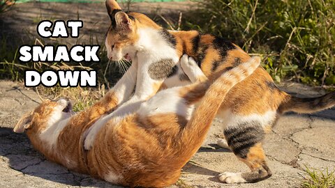 Cat Smack Down