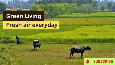 Desi Vibes: Green Living, Fresh Air Everyday - Transform Your Life!