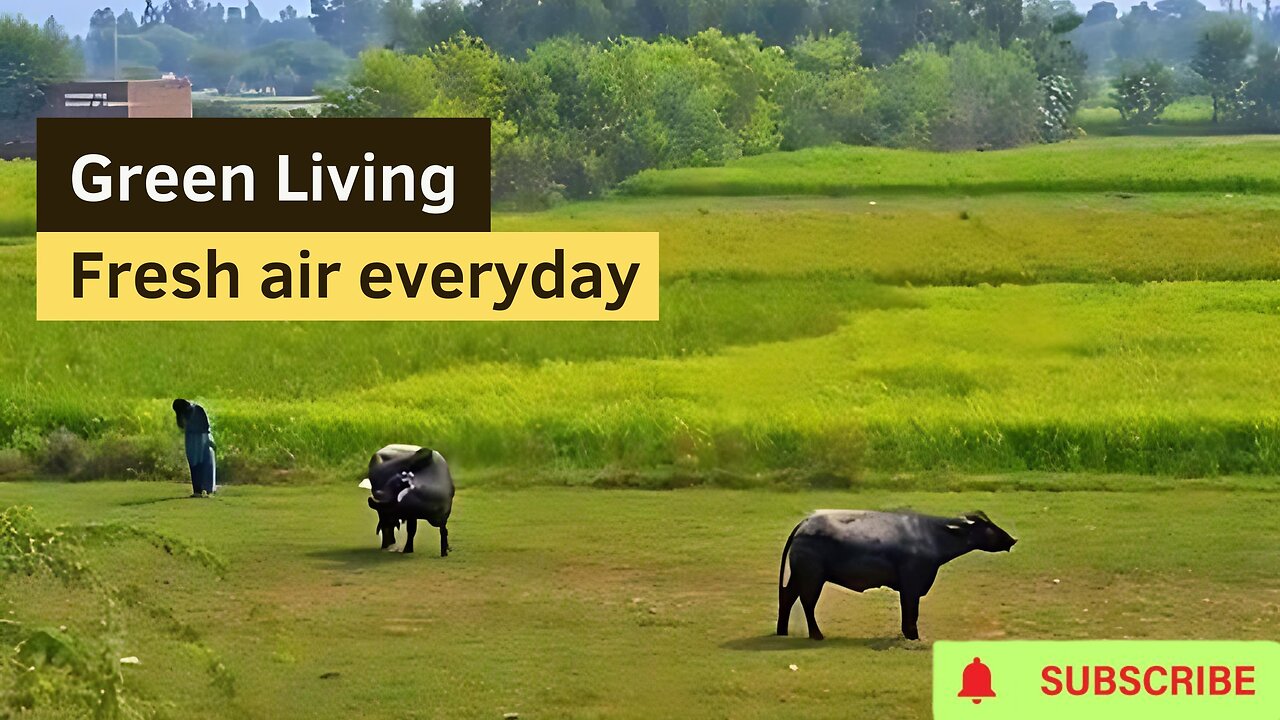Desi Vibes: Green Living, Fresh Air Everyday - Transform Your Life!