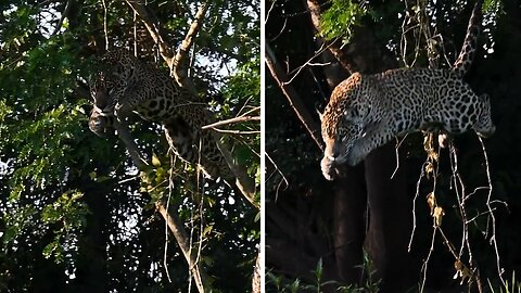 Epic slow motion footage of leaping jaguar