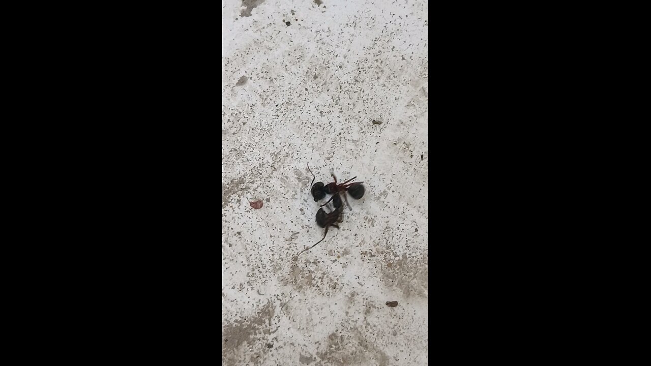 Small Ant beat big Ant| Ant Fighting