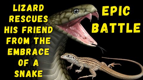 Lizard rescues his friend from the embrace of a snake