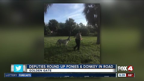 Ponies and donkey returned to Collier County owner