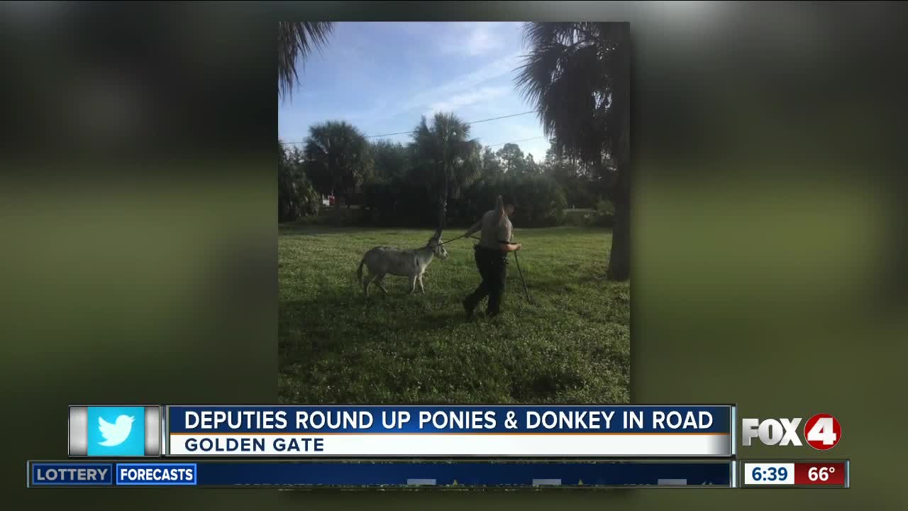 Ponies and donkey returned to Collier County owner