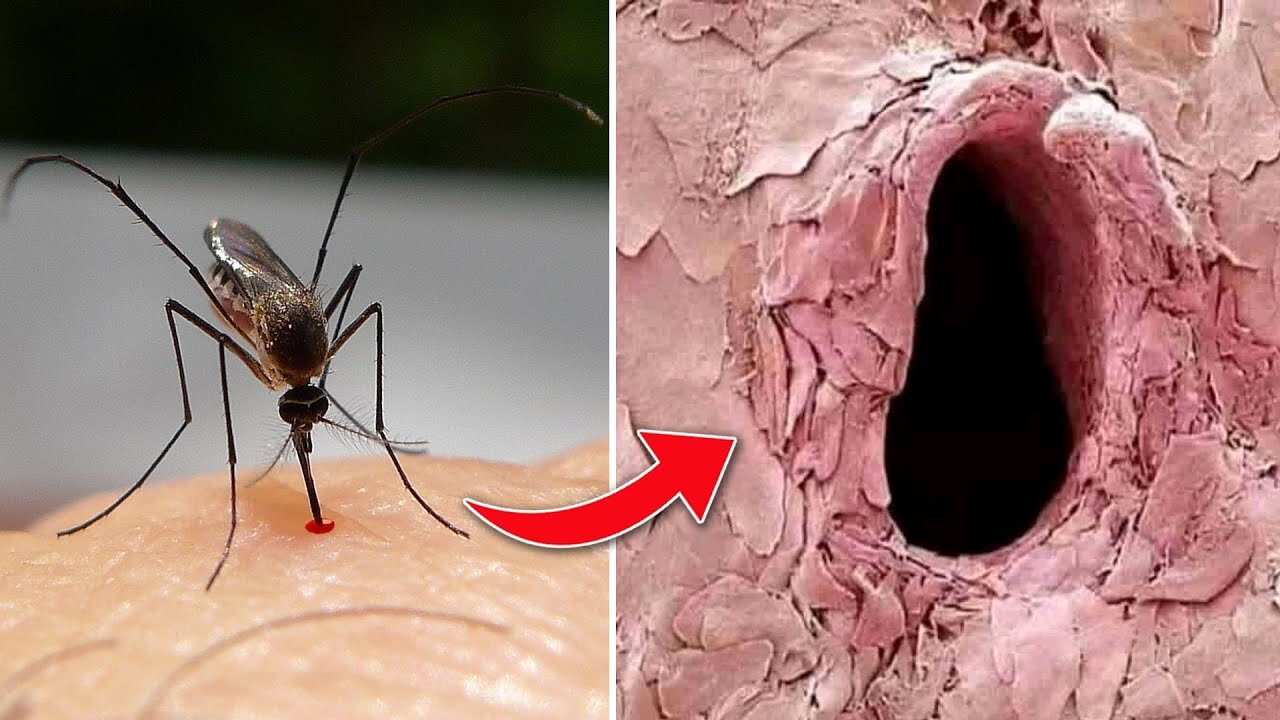 50 Things You Can See Only Under Microscope