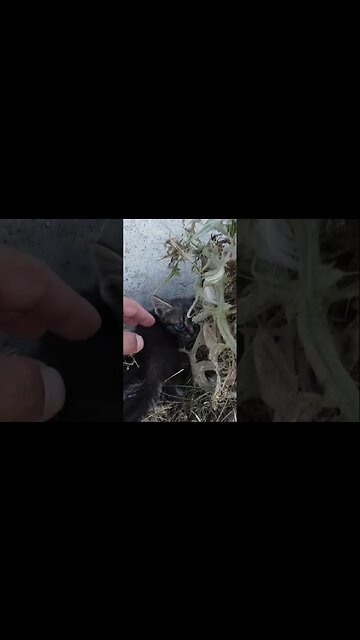 Бессердечный человек бросил котенка на пустой улице